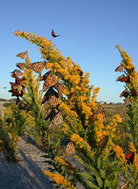 Monarch